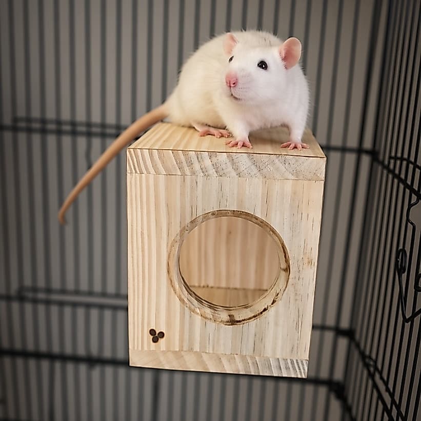 Nicho Rato ao Cubo de Madeira para Ratos Twister, Hamster | Nicho Casinha Esconderijo Enriquecimento Ambiental Roedores