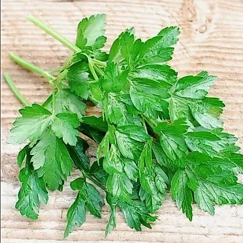 Sementes Premium Salsa Stella Lisa (500 sementes) p/ Horta Alta Germinação