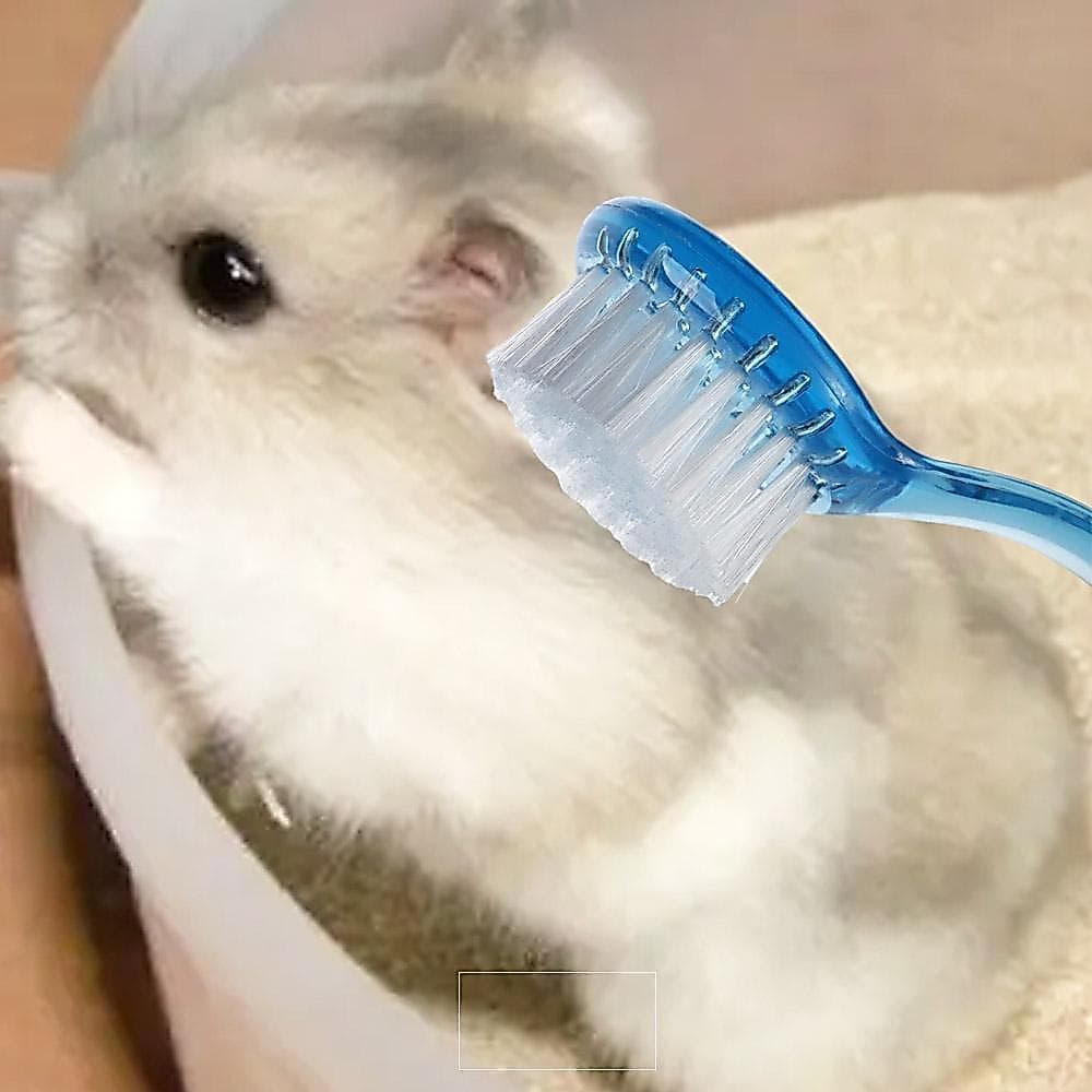 Escova De Banho Para Ouriço , Pequena Macia Hamster , Pentes De Massagem Cobaia De Plástico De Cabeça Redonda