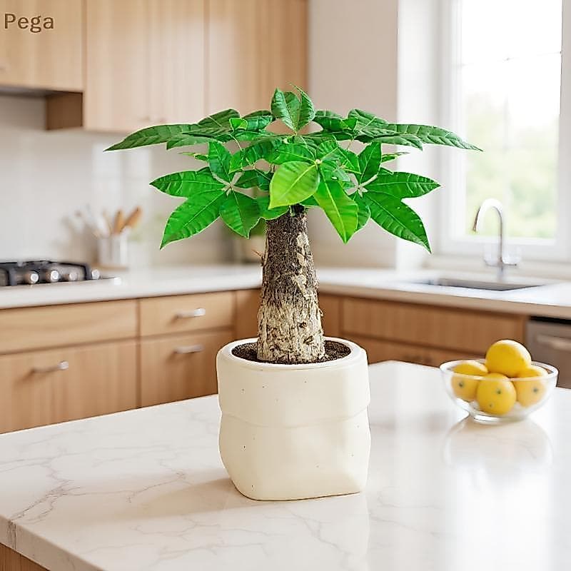 [Pega-t] Mini Vaso De Flores Com Rega Automática Para Tanque De Peixes Vasos De Plantas De Plástico Planta Decoração De