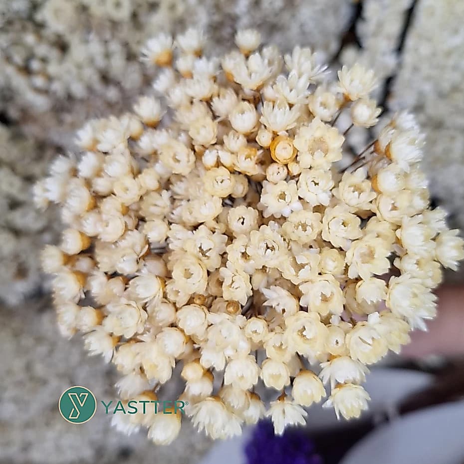 Flor Sempre Viva Premium Seca e Desidratadas Cor Bege | 200 a 1.000 Flores Decoração e Buquê