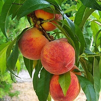 200/500 Sementes de Pêssego J.H. Hale Frutífera para Plantio | Árvore Frutífera | Jardim e Horta