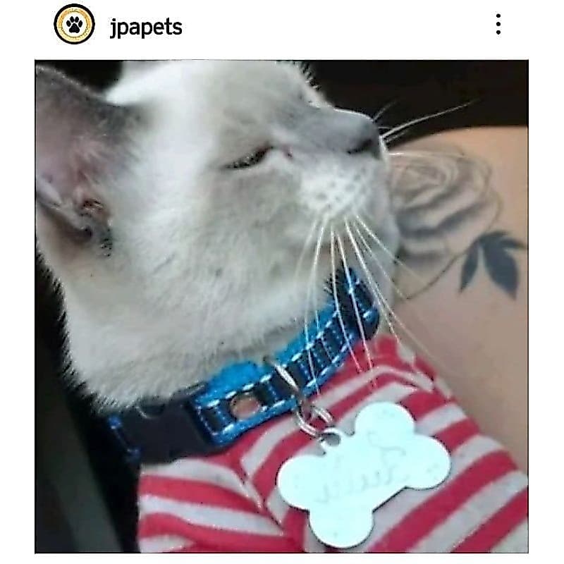 COLEIRA + identificação/Gravamos . Gato (a).