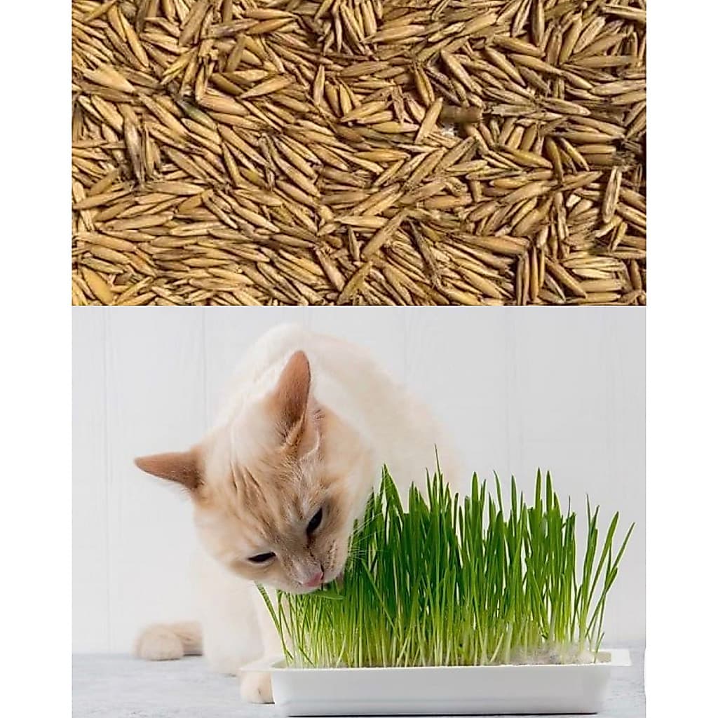 Grama para Pet Gatos e Cachorros – Sementes de Aveia Branca ou Preta 100% Natural - Fácil Cultivo