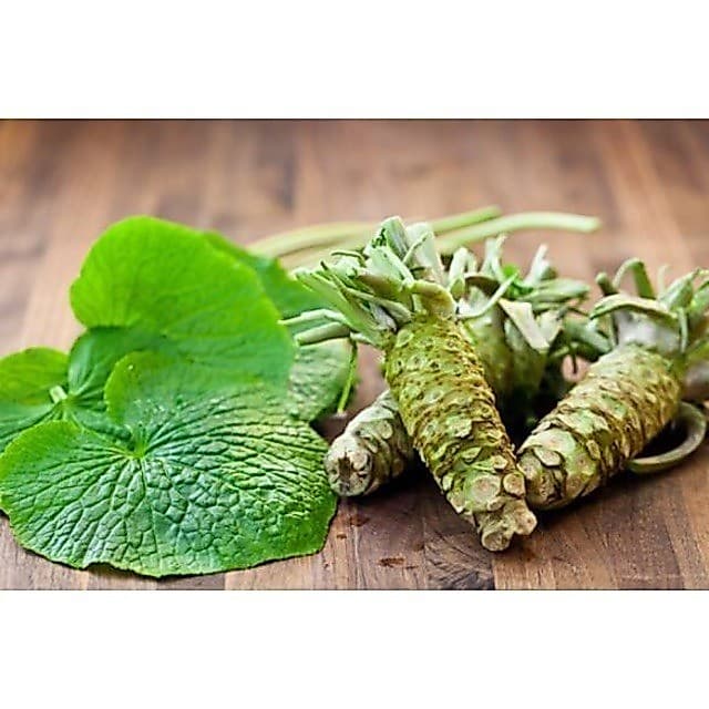 Sementes de Wasabi Orgânico Picante 200-500 Unidades | Planta Japonesa para Horta | Alta Germinação