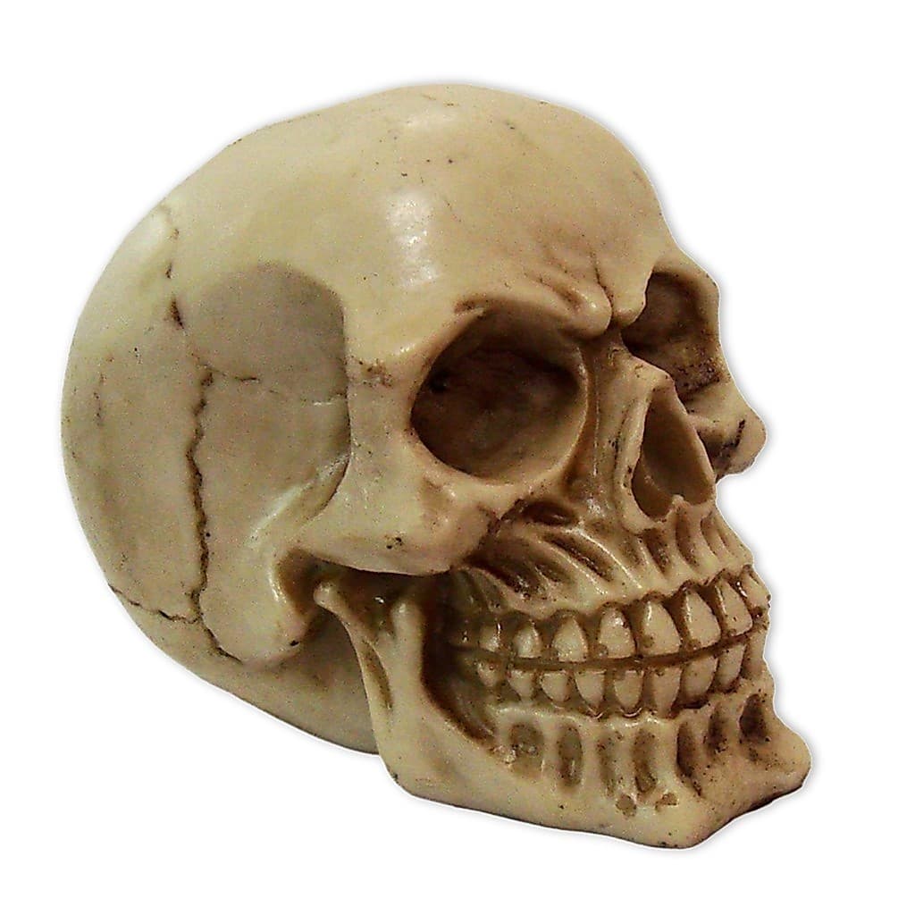 Crânio Caveira Halloween Enfeite Decorativo Em Resina