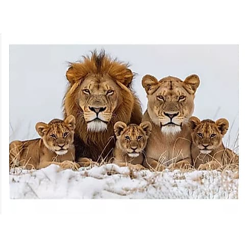 Quadros Leão Leoa 3 Filhotes Coroa Família Real Sala Quarto Escritório