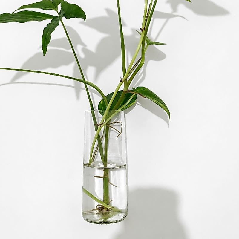 Vaso 21 Flores Vidro Hidropônico Decoração, casa para Parede Transparente Artesanal