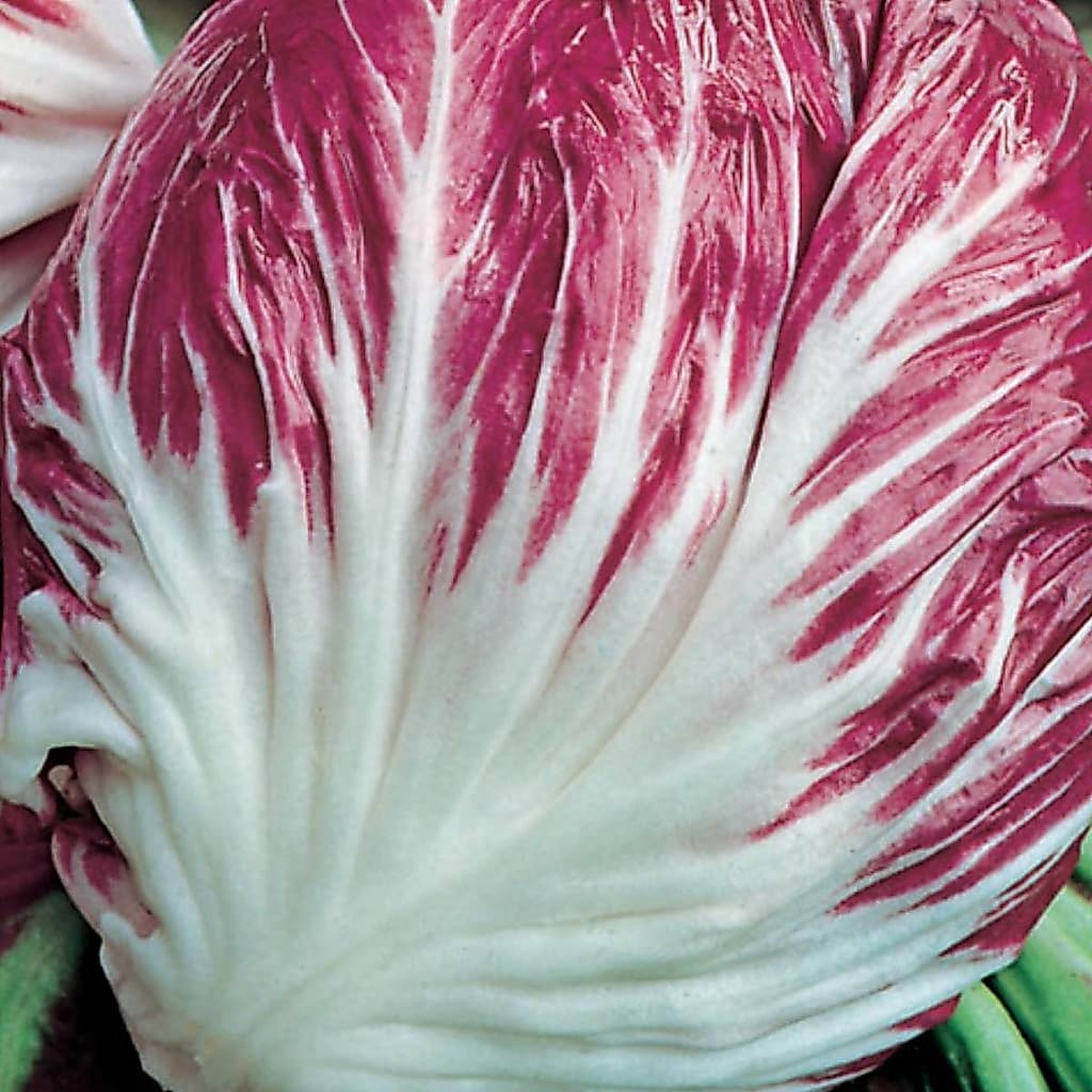 1000 Sementes de Chicória Palla Rossa Precoce Blueline Tops | Radicchio Vermelho Italiano | Horta em Casa