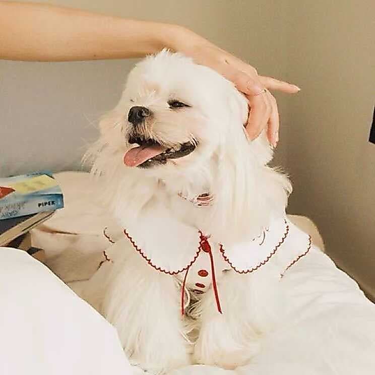 Charmoso vestido de algodão xadrez para animais de estimação perfeito para ocasiões casuais e fotografias lindas