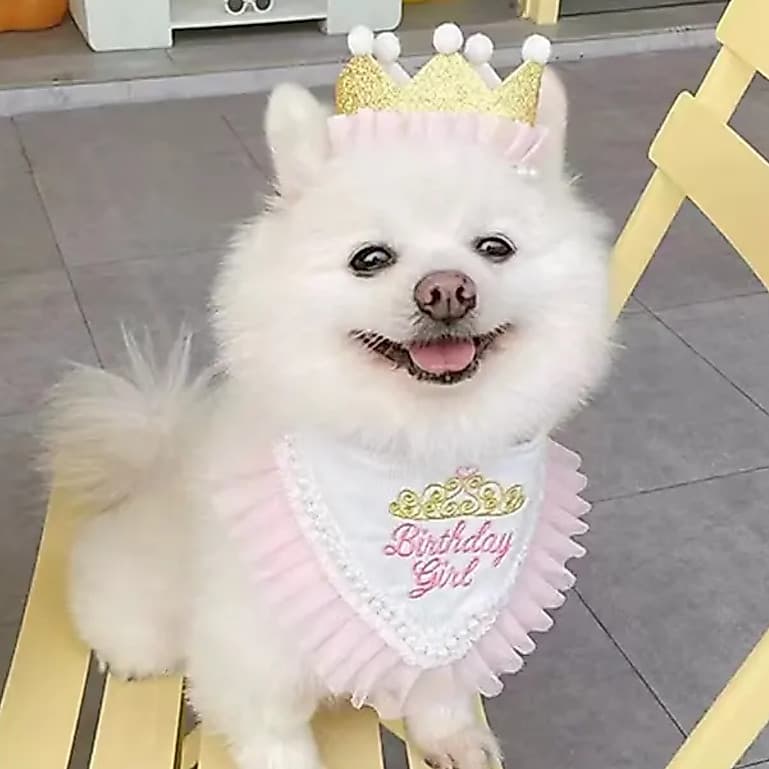 Kit Aniversário Cachorra Princesa –  Coroa + Babador "Birthday Girl"