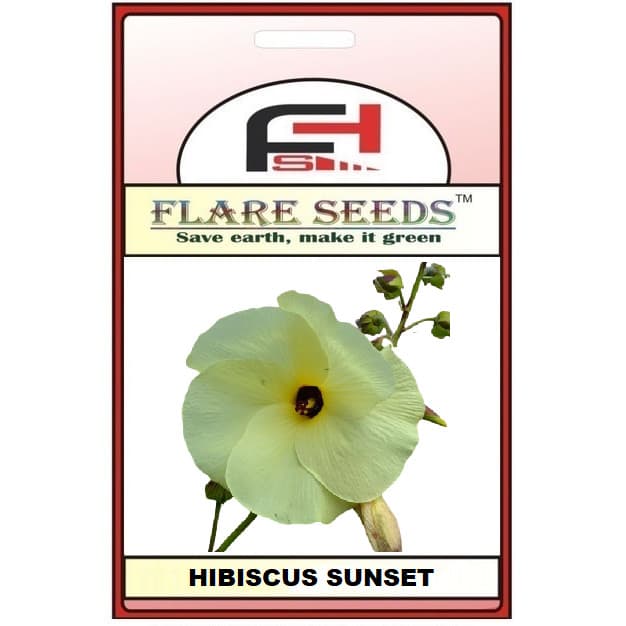5 sementes de Hibisco Sunset amarelo (Hibiscus Sunset)