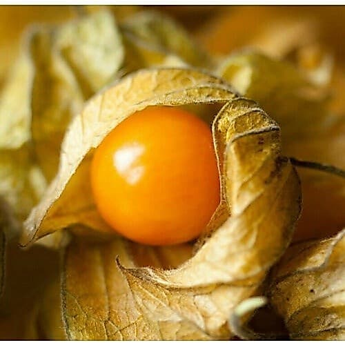 Sementes de Cereja Moída Fisális (Physalis) Orgânicas p/Plantio em Casa Fruta Exótica p/ Jardim e Horta 200-500 Sementes
