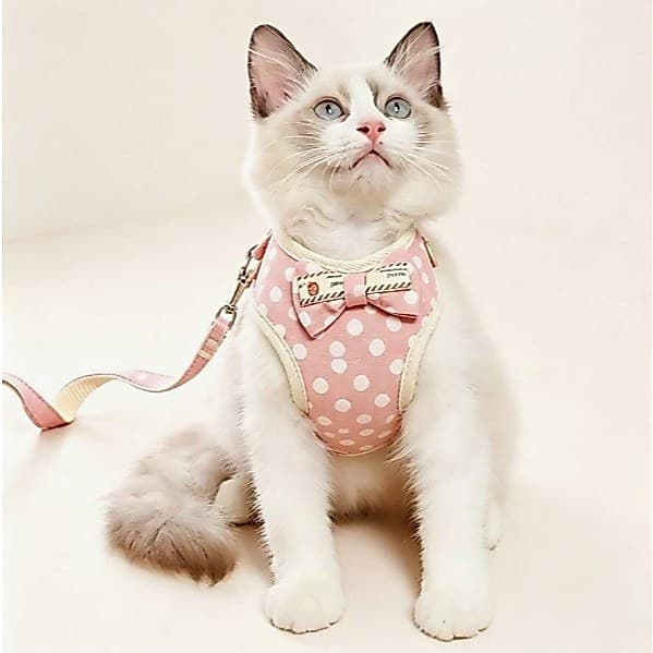 Peitoral Pet com Guia Lacinho Ajustável Bolinhas Cães Gatos Confortável Resistente Estilosa 120cm Tamanhos P M G