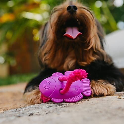 Brinquedo Mordedor de Nylon Marvin, o Peixe - Para Cães - Tam. P. - Petiko | mordedor para cachorro resistente