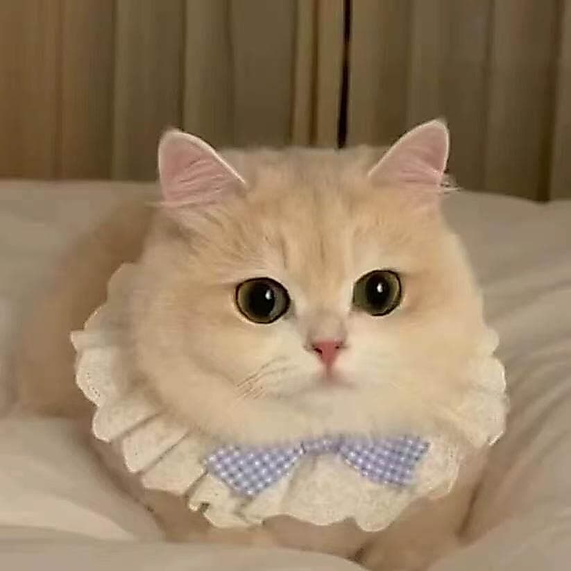 Babador de gato do mesmo estilo de hortelã, toalha de saliva, babador de cachorro, bolso de saliva de gato fofo, laço de