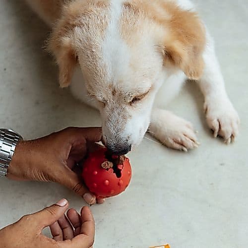 Dispenser de Petiscos Bolinha Essencial para Cachorros | Brinquedo Interativo - Petiko
