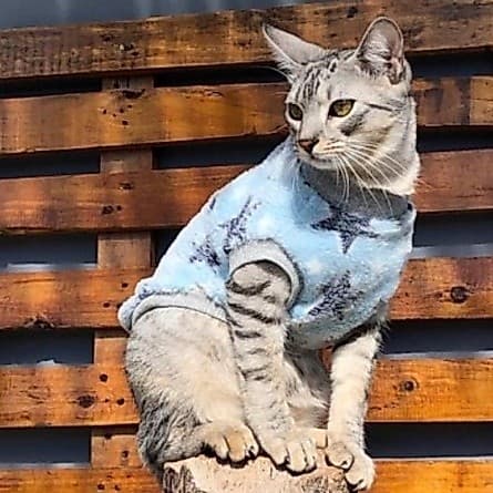 Roupa para cachorro e gato feito em fleece, roupa pet de estrela