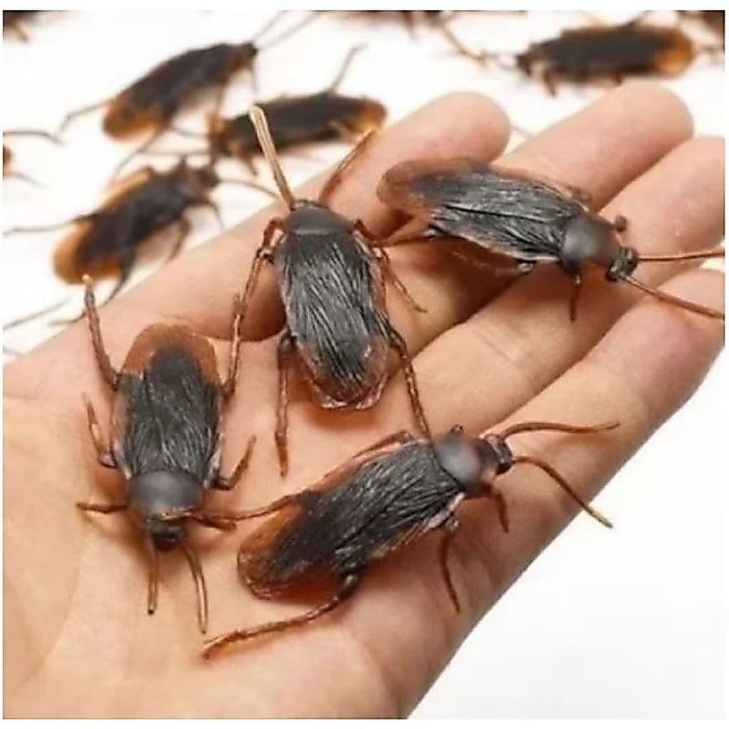 Kit c/10 Barata de Brinquedo Mentira Realista Pegadinha Magica Decoração