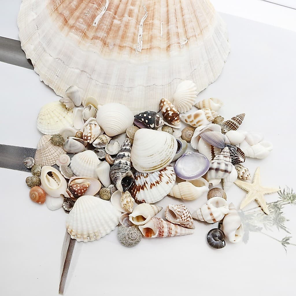1 Caixa/Conjunto De Resina Estrela Do Mar Concha Pacote Misto Adição De Decoração Para Amantes De Artesanato