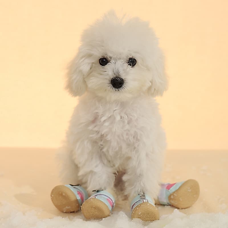 Sapatos para cães pequenos, sapatos de inverno para cães, animais de estimação, Bichon, não cai, filhote de cachorro, ca