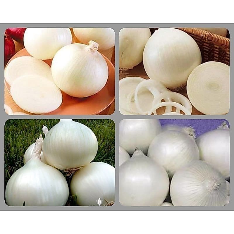 100 Sementes de Cebola Branca White.