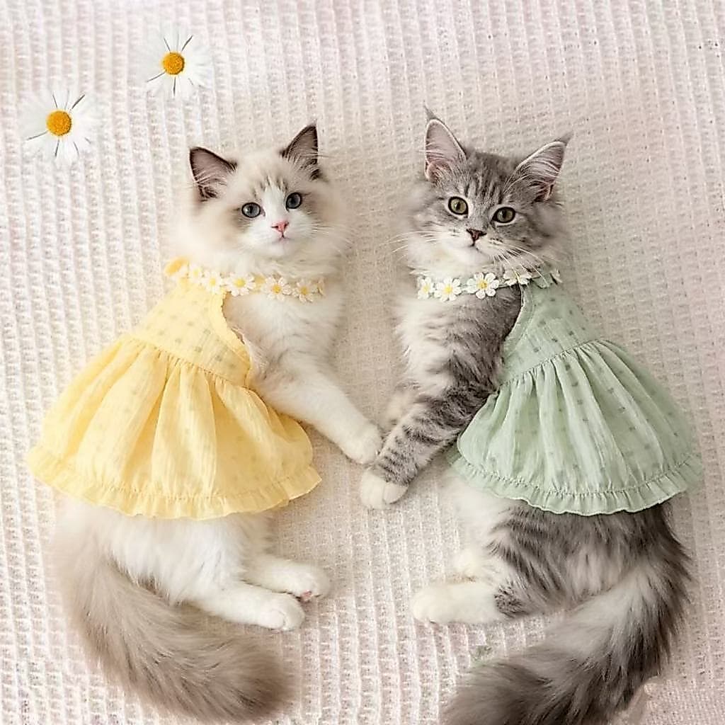 Vestido De Verão Para Gato Saia Fofa Evitando Com Alça Perda De Cabelo