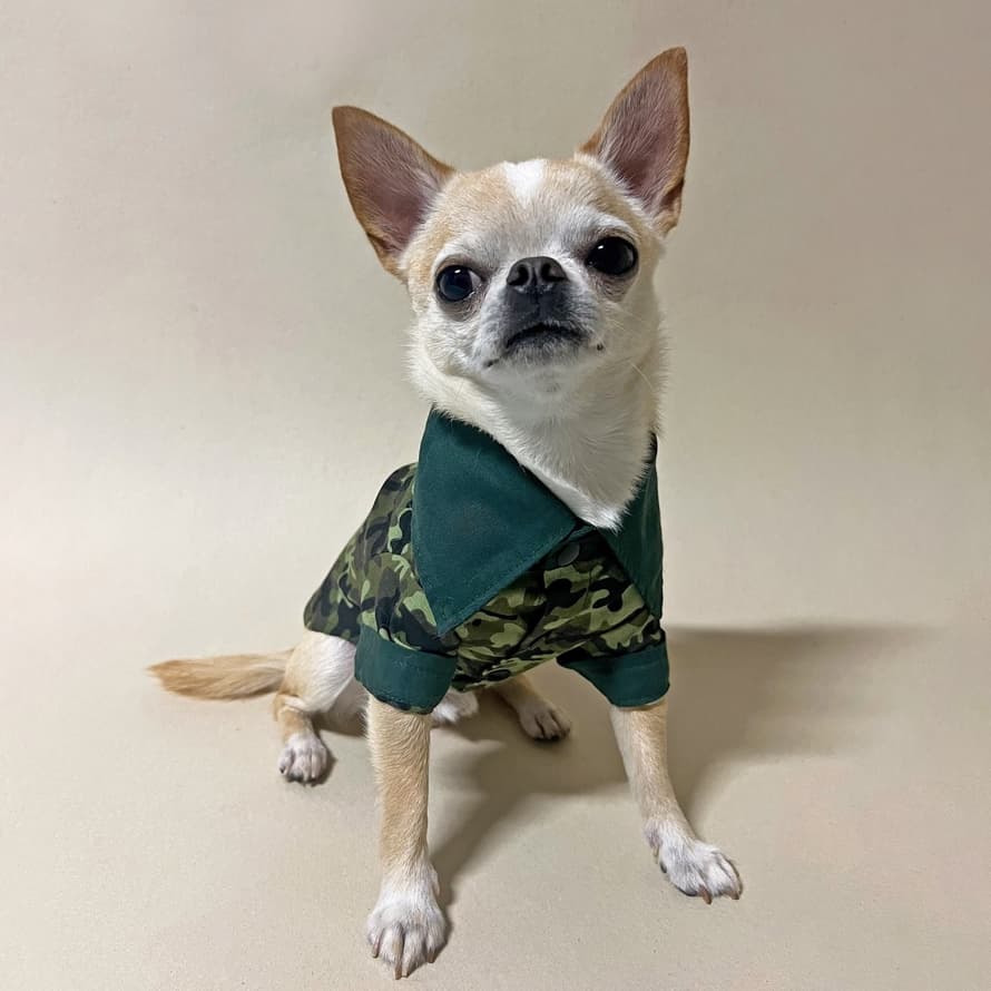Roupa pet camisa para cachorro e gato