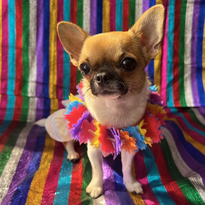 🎭 Fantasia Pet Carnaval | Colar Havaiano Colorido para Cachorro e Gato