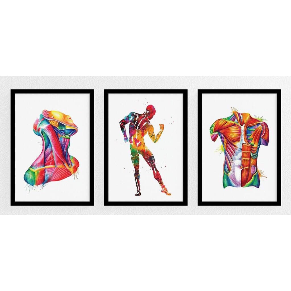 Kit Quadros Decorativo Mosaico 90X50 3 peças MDF Músculos Corpo Humano Anatomia Colorido Consultório