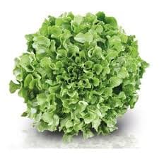 Sementes de Chicoria Crespa 10 Gramas Suculenta Saladas Horta