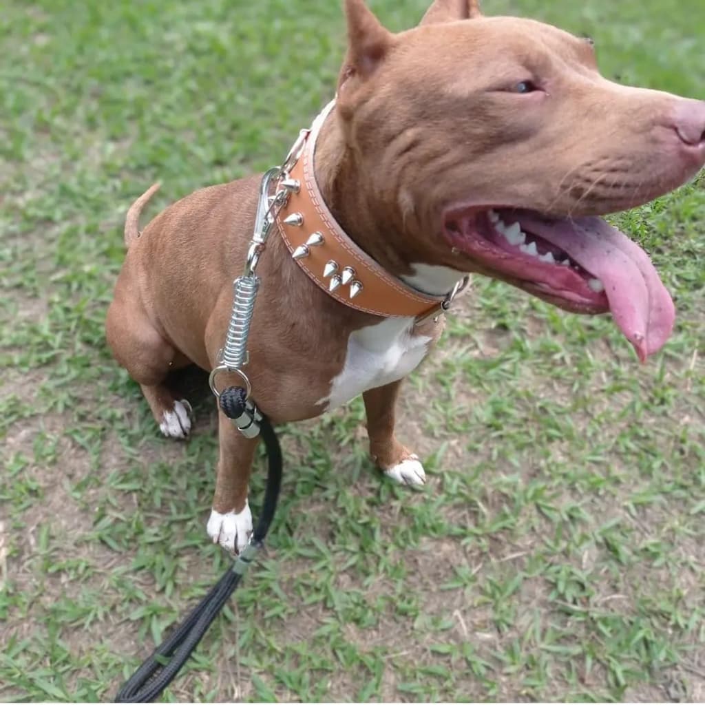 Coleira SPIKES  para cachorros pet com cravos e de couro para cachorros de médio porte e grande porte fortes e grandes
