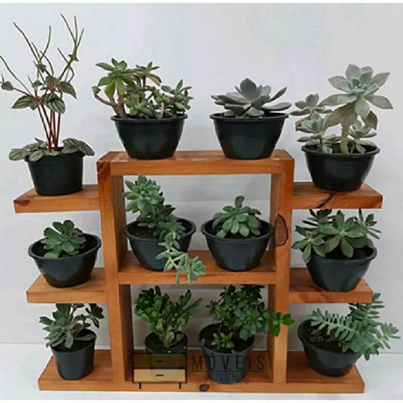 suporte suculenta prateleira plantas GRANDE