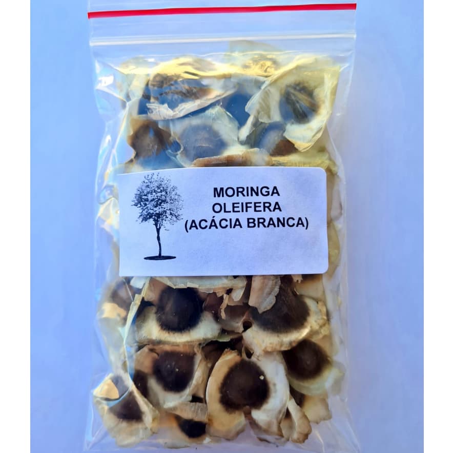 100 Unidades Moringa Oleifera - Acácia Branca