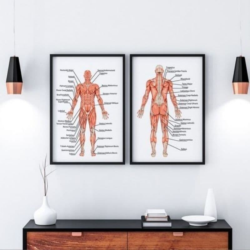 Kit 2 Quadros Decorativos Anatomia Músculos Fisioterapia Clínica Consultório Quadros decorativos modernos mdf 3mm Decor