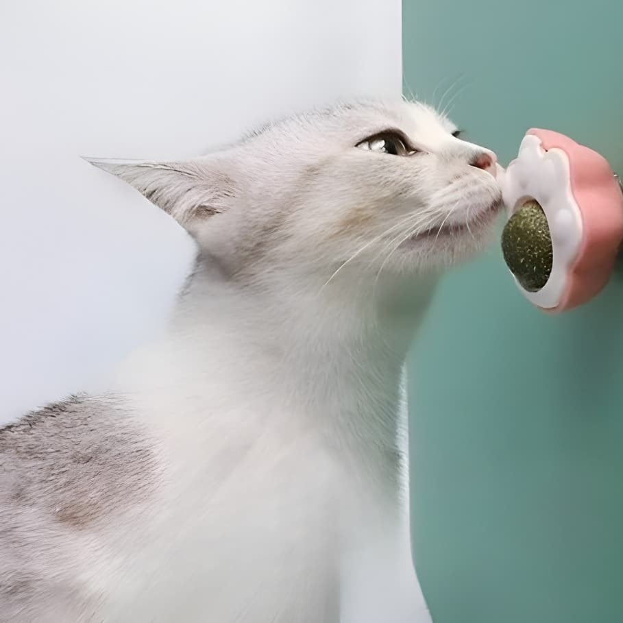 Patinha De Brinquedo Cores Aleatórias  Interativo Para Gatos Com Catnip Erva Gato Natural Avocado Lambe Lambe