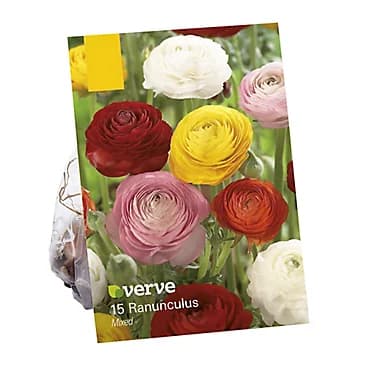 5 sementes da flor Ranúnculus Asiaticus Sortido