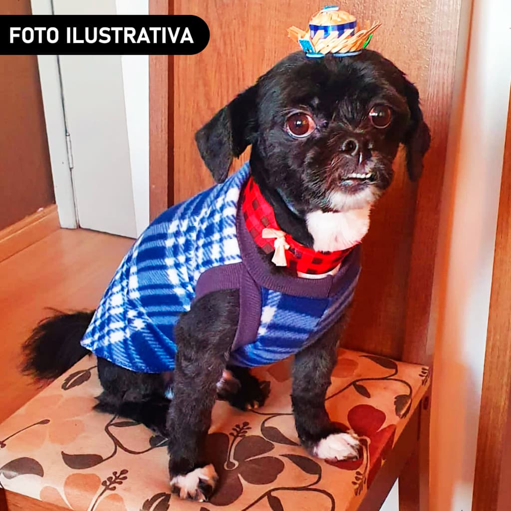 Roupa Pet Soft, Sueter de Soft Para Cães, Roupa de Frio Pet Macho Femea - Cores Sortidas