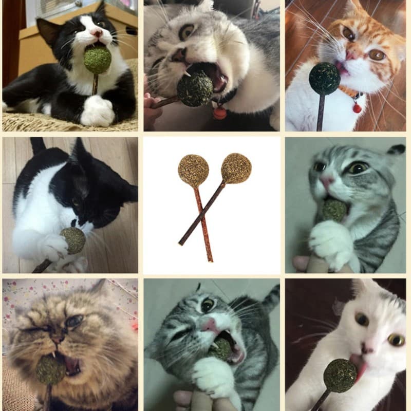 Pirulito Bola Catnip para Gato Cabo Madeira para Limpar Dente Erva Gato Natural Antiestresse Relaxa Brinquedo Divertido Interativo