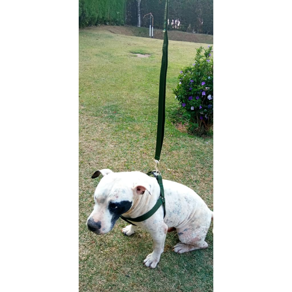 Peitoral Premium: Peitoral Coleira Guia para Cachorro - Liberdade e Conforto - Estilo e Durabilidade