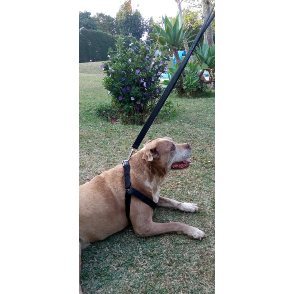 Peitoral de Alta Qualidade para Cachorros - Estilo e Durabilidade - Coleira para Cachorro