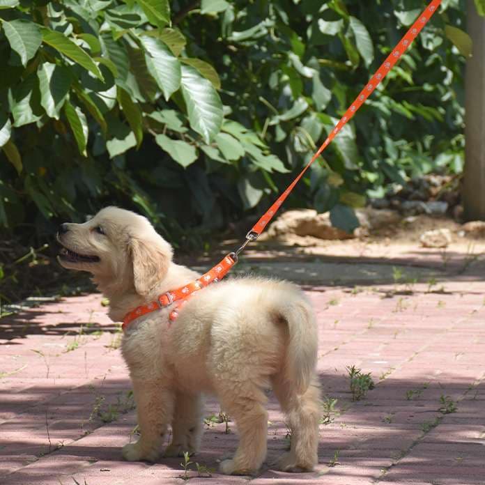 Coleira Para Cachorro Peitoral Com Guia Para Porte Pequeno A Médio