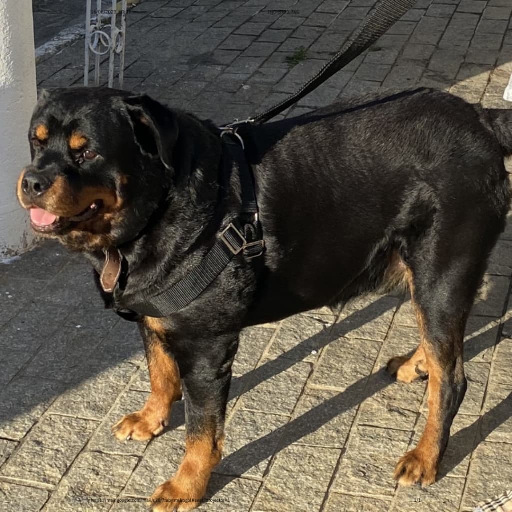 Peitoral Coleira para Cachorro Elegância e Conforto: A Coleira Perfeita para Seu Cachorro