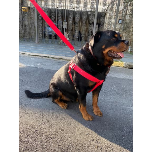 Coleira Peitoral para Cachorro Conforto e Estilo para Cachorro - Passeios Tranquilos