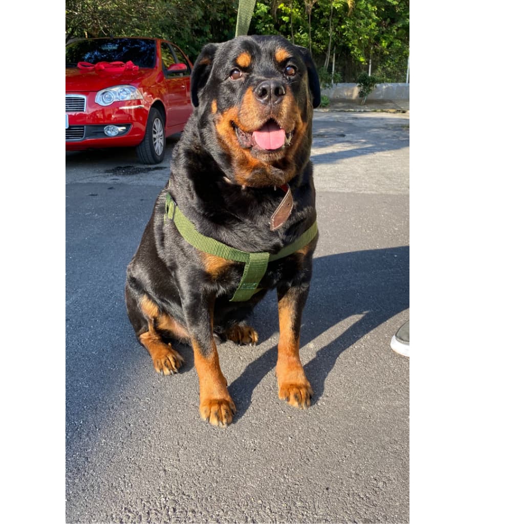 Coleira Peitoral para Pet Coleira Conforto e Estilo para Cães - Passeios Tranquilos - Peitoral para Cachorro Pet Cão