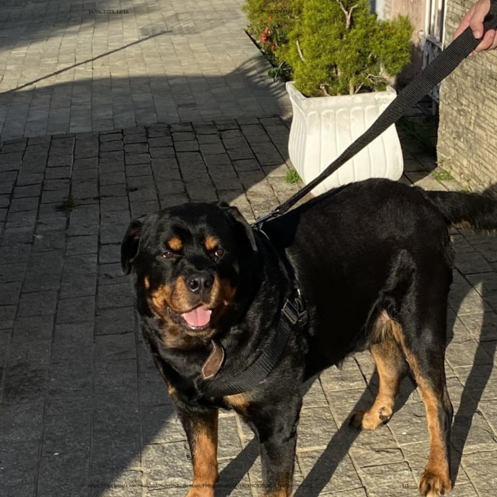 Peitoral Coleira para Cachorro Pet Cão Caminhadas Seguras e Estilosas: Descubra Nossas Coleiras e Peitoral para Cachorro