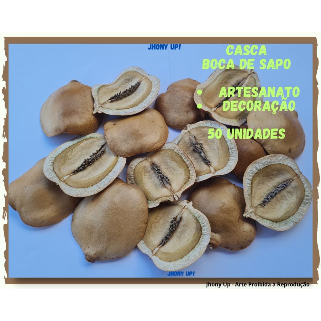 Casca Boca de Sapo 50 Unidades - Jacarandá Artesanato Decoração e Arranjos