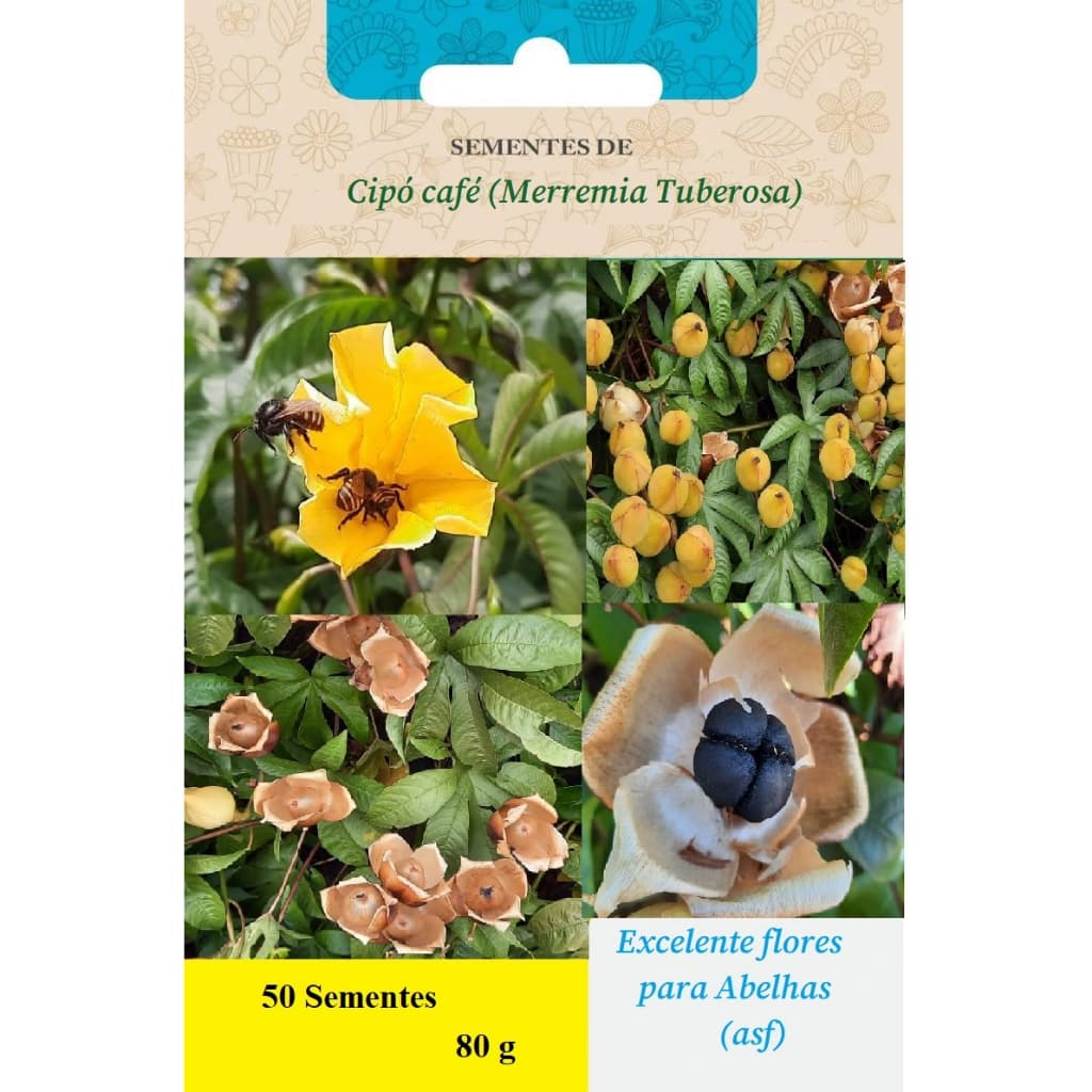 Semente de cipó café flor de madeira (merremia tuberosa)