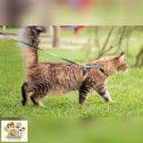 Peitoral de gato com guia, seda, confiável, anatômico , nr 2 e nr 4