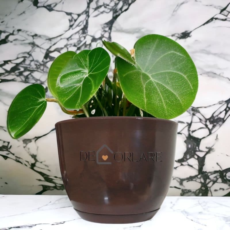 Vaso Polietileno para Plantas Bojo  20x25  Decorativo Luxo Marmorizado N0 com prato